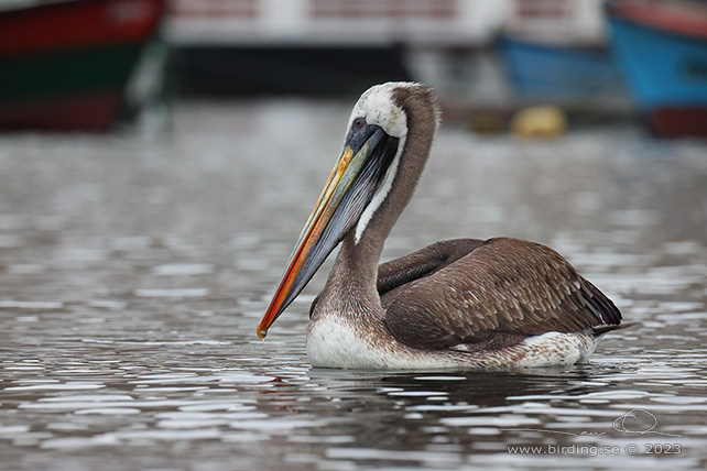 PERUVIAN PELICAN (Pelecanus thagus) - Stäng / close