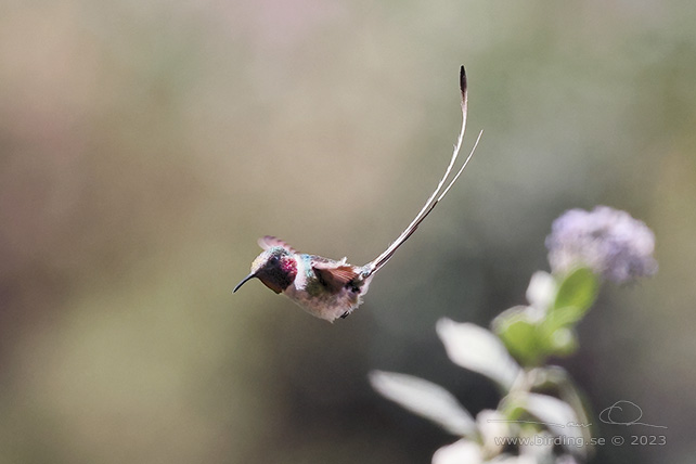 PERUVIAN SHEARTAIL (Thaumastura cora) - Stäng / close