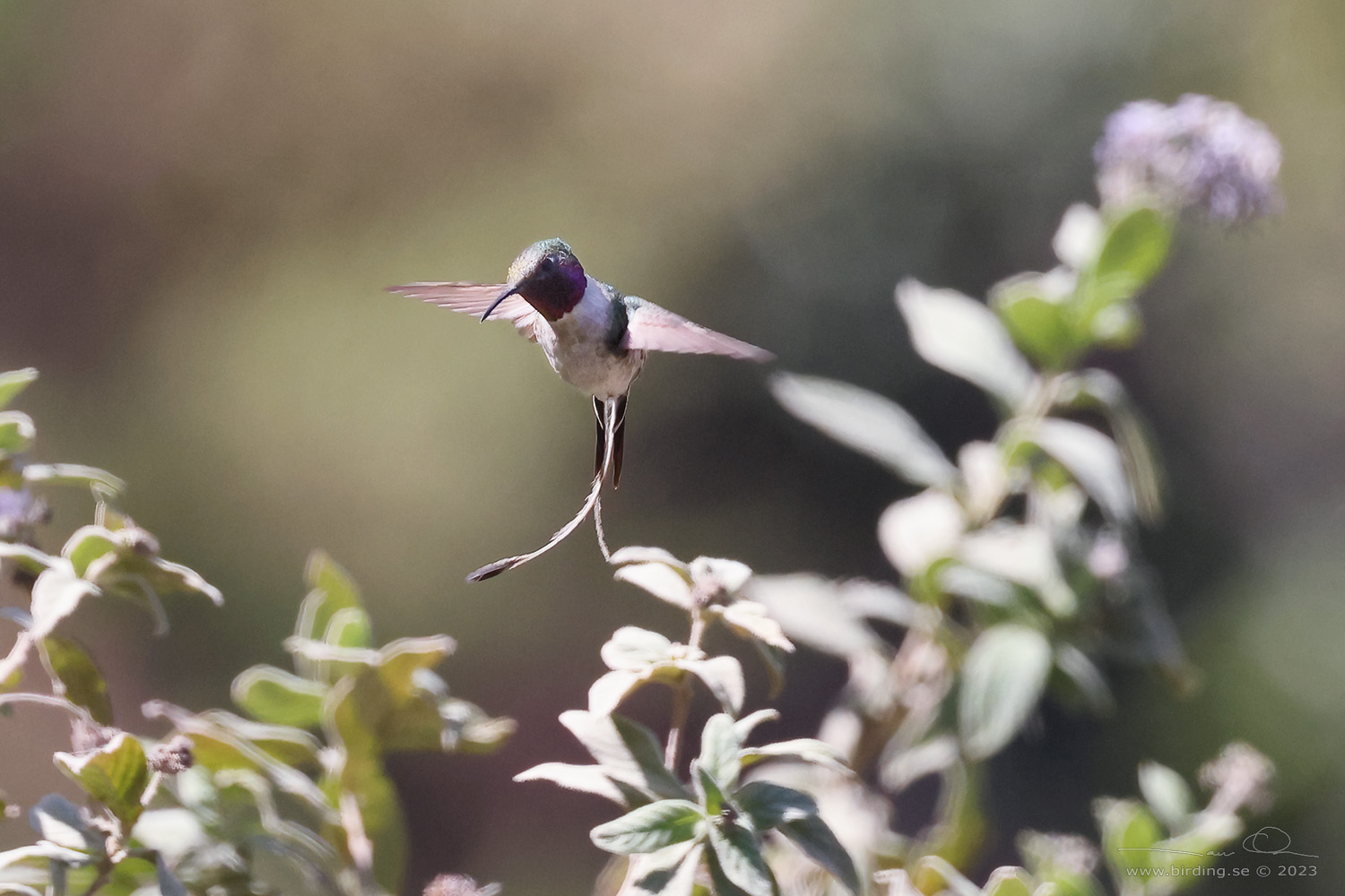 PERUVIAN SHEARTAIL (Thaumastura cora) - Stäng / close