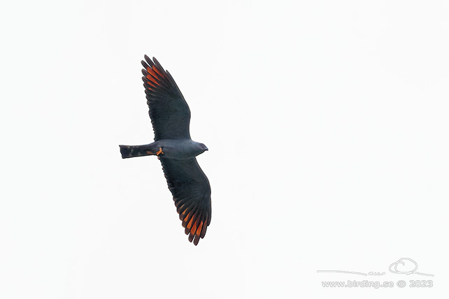 PLUMBEOUS KITE (Ictinia plumbea) - Stäng / close