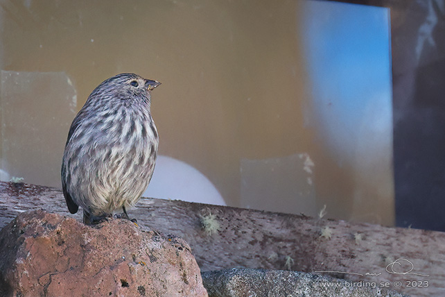 PLUMBEOUS SIERRA FINCH (Geospizopsis unicolor) - Stäng / close