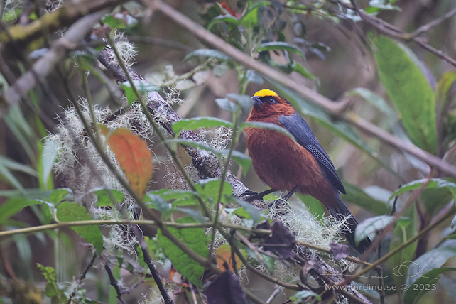 PLUSHCAP (Catamblyrhynchus diadema) - Stäng / close