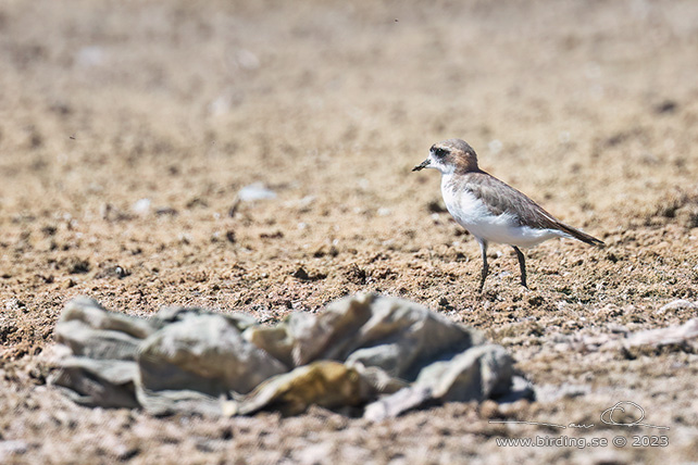 PUNA PLOVER (Charadrius alticola) - Stäng / close