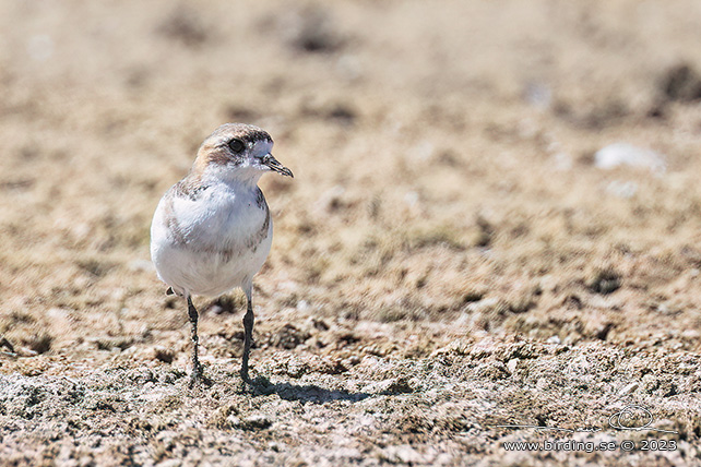 PUNA PLOVER (Charadrius alticola) - Stäng / close