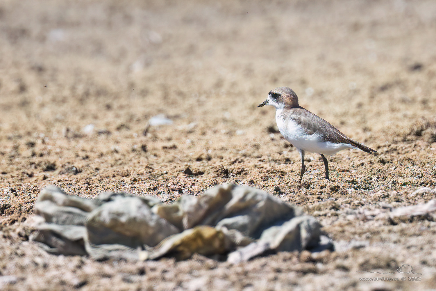PUNA PLOVER (Charadrius alticola) - Stäng / close