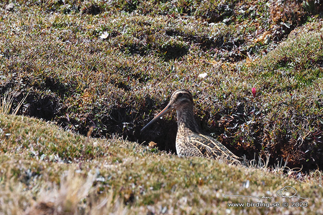 PUNA SNIPE (Gallinago andina) - Stäng / close