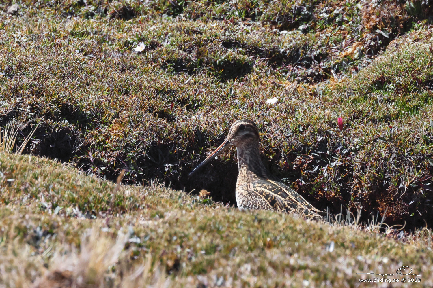 PUNA SNIPE (Gallinago andina) - Stäng / close