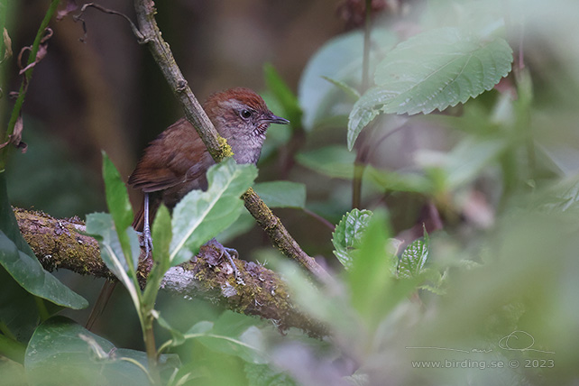 PUNA THISTLETAIL (Asthenes helleri) - Stäng / close