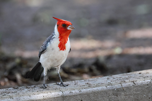 RED-CRESTED CARDINAL (Paroaria coronata) - Stäng / close