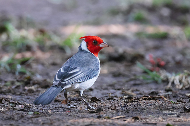 RED-CRESTED CARDINAL (Paroaria coronata) - Stäng / close
