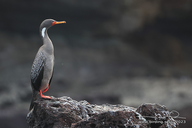 RED-LEGGED CORMORANT (Poikilocarbo gaimardi) - Stäng / close