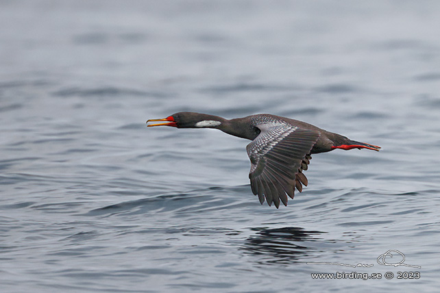RED-LEGGED CORMORANT (Poikilocarbo gaimardi) - Stäng / close