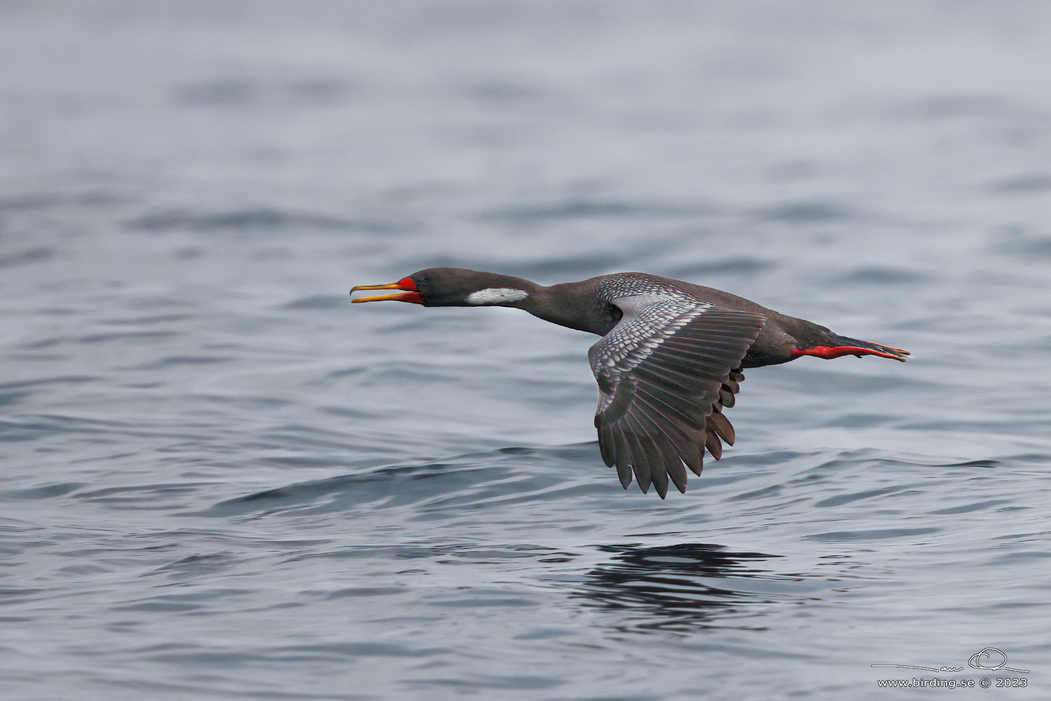 RED-LEGGED CORMORANT (Poikilocarbo gaimardi) - Stäng / close