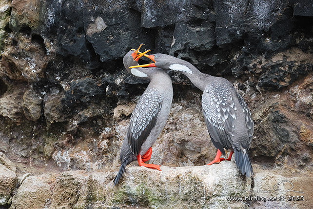 RED-LEGGED CORMORANT (Poikilocarbo gaimardi) - Stäng / close