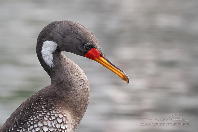 RED-LEGGED CORMORANT (Poikilocarbo gaimardi) - Stäng / close