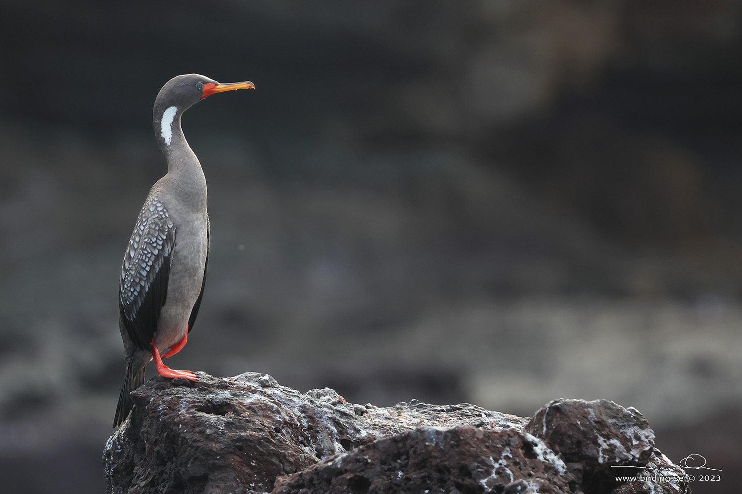 RED-LEGGED CORMORANT (Poikilocarbo gaimardi) - Stäng / close