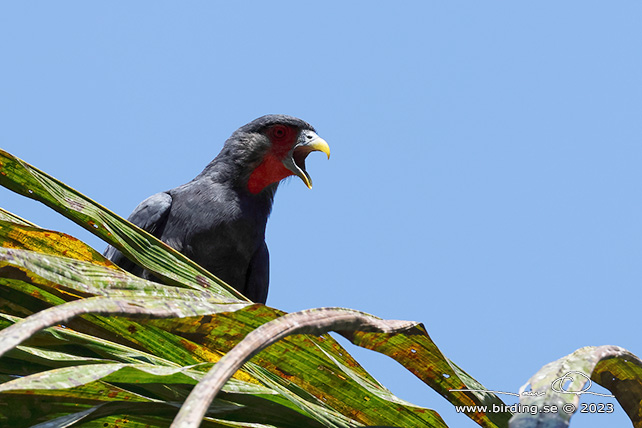 RED-THROATED CARACARA (Ibycter americanus) - Stäng / close