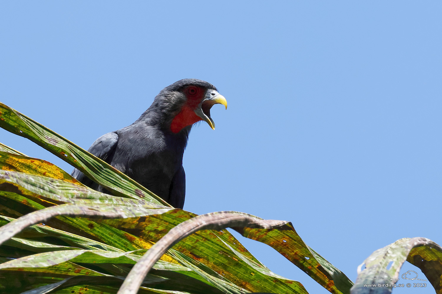 RED-THROATED CARACARA (Ibycter americanus) - Stäng / close