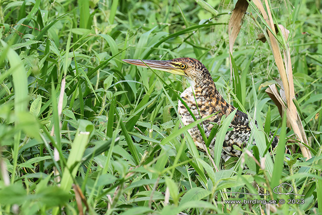 RUFESCENT TIGER HERON (Tigrisoma lineatum) - Stäng / close