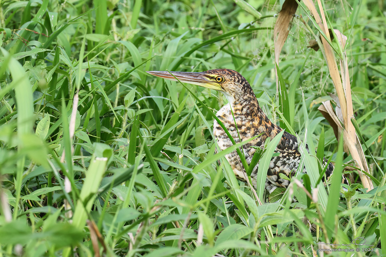 RUFESCENT TIGER HERON (Tigrisoma lineatum) - Stäng / close