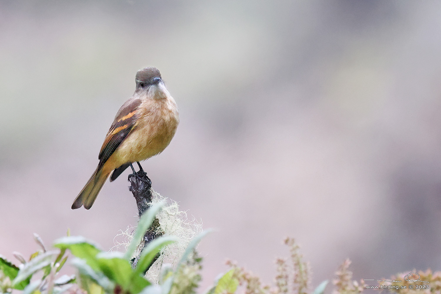 RUFOUS-BELLIED BUSH TYRANT (Myiotheretes fuscorufus) - Stäng / close