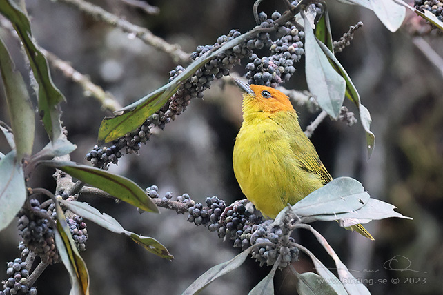 RUST-AND-YELLOW TANAGER (Thlypopsis ruficeps) - Stäng / close
