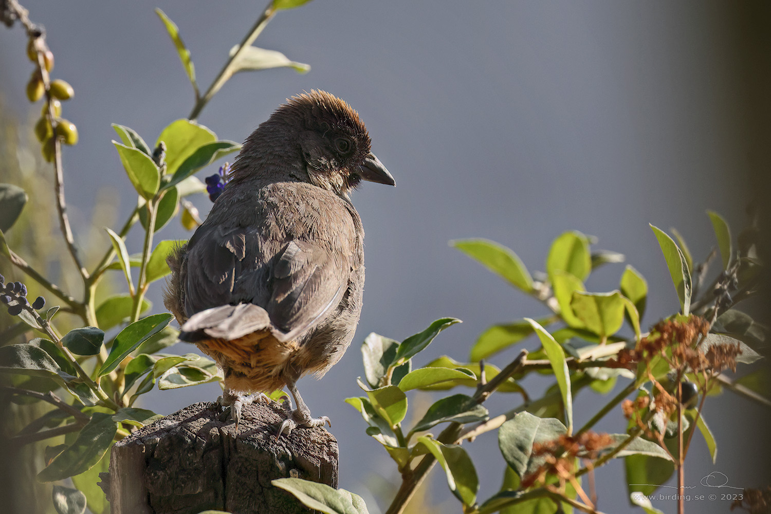 RUSTY-BELLIED BRUSHFINCH (Atlapetes nationi) - Stäng / close
