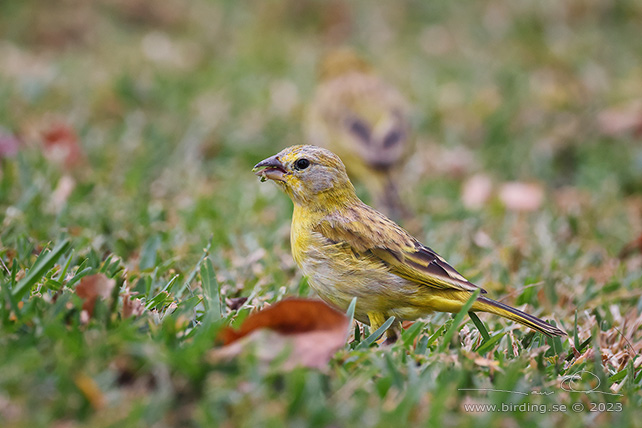 SAFFRON FINCH (Sicalis flaveola) - Stäng / close