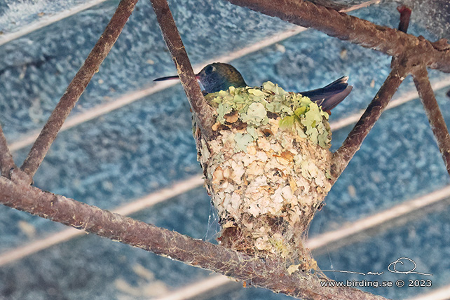 SAPPHIRE-SPANGLED EMERALD (Chionomesa lactea) - Stäng / close
