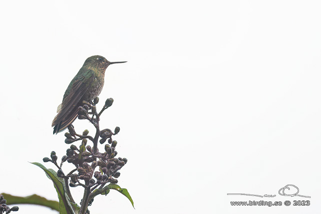 SCALED METALTAIL (Metallura aeneocauda) - Stäng / close
