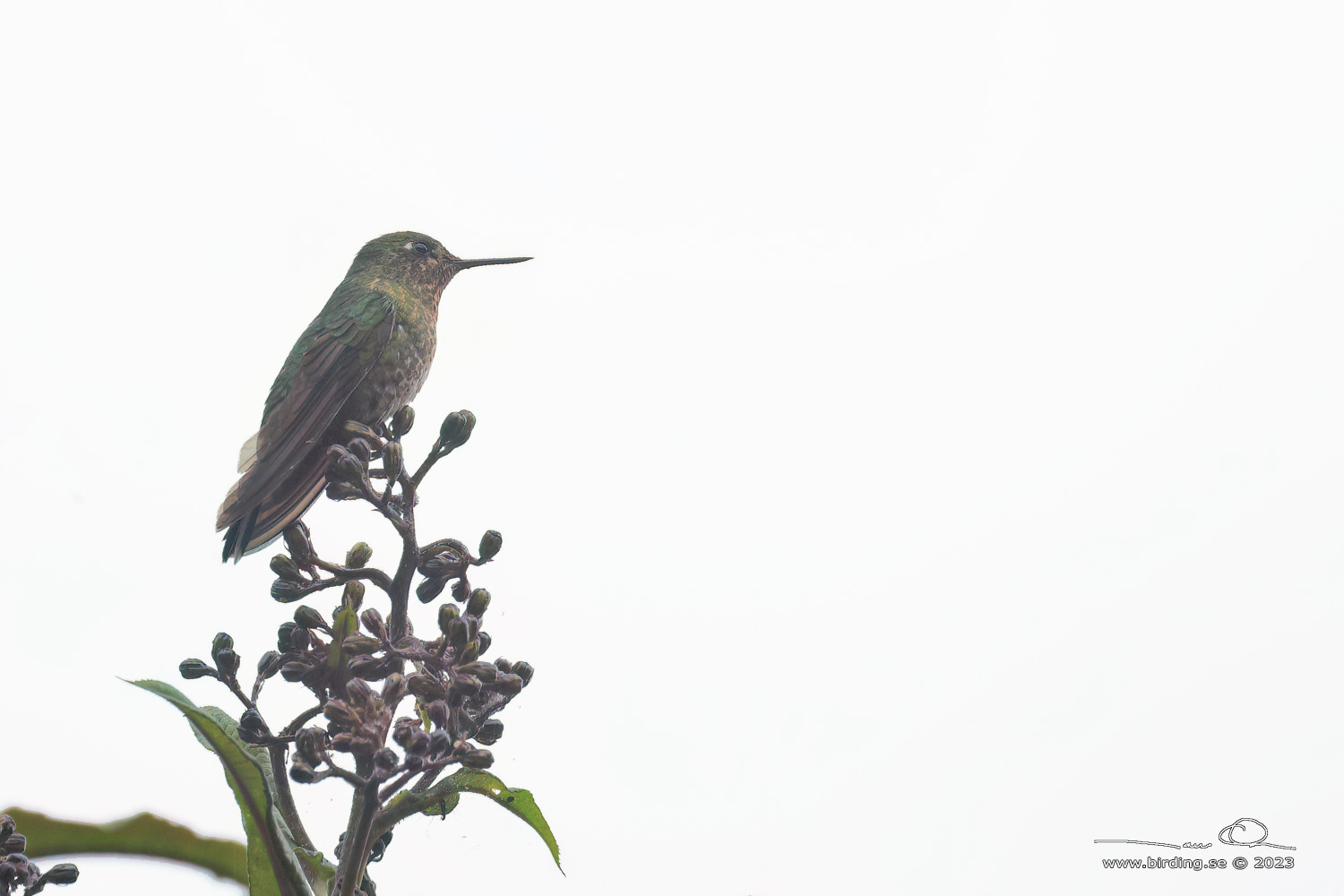 SCALED METALTAIL (Metallura aeneocauda) - stor bild / full size