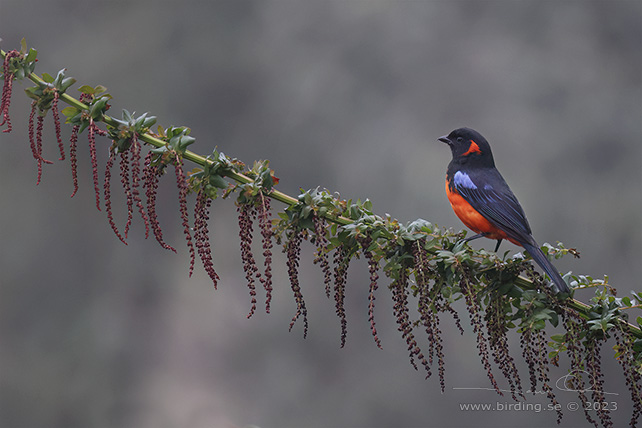 SCARLET-BELLIED MOUNTAIN TANAGER (Tangara chilensis) - Stäng / close