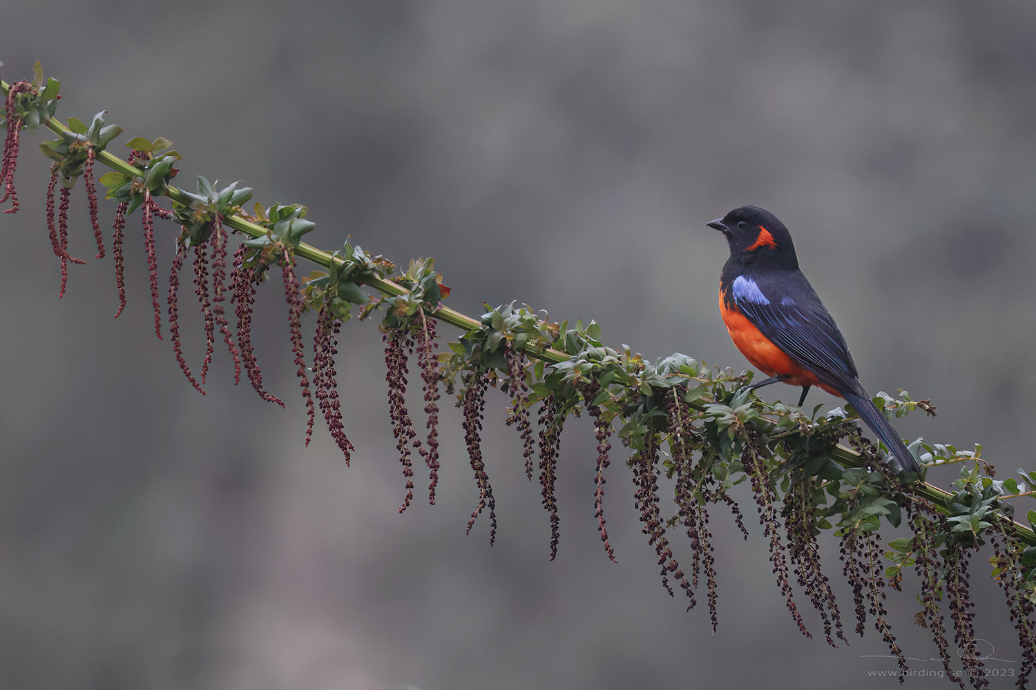 SCARLET-BELLIED MOUNTAIN TANAGER (Tangara chilensis) - Stäng / close