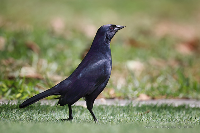 SHINY COWBIRD (Molothrus bonariensis) - Stäng / close