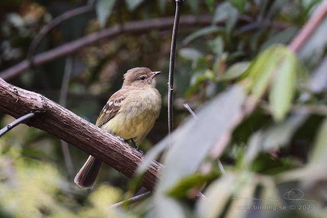 SIERRAN ELAENIA (Elaenia pallatangae) - Stäng / close