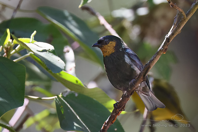 SILVER-BACKED TANAGER (Stilpnia viridicollis) - Stäng / close