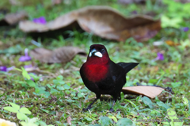 SILVER-BEAKED TANAGER (Ramphocelus carbo) - Stäng / close