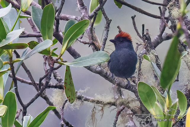 SLATY TANAGER (Creurgops dentatus) - Stäng / close