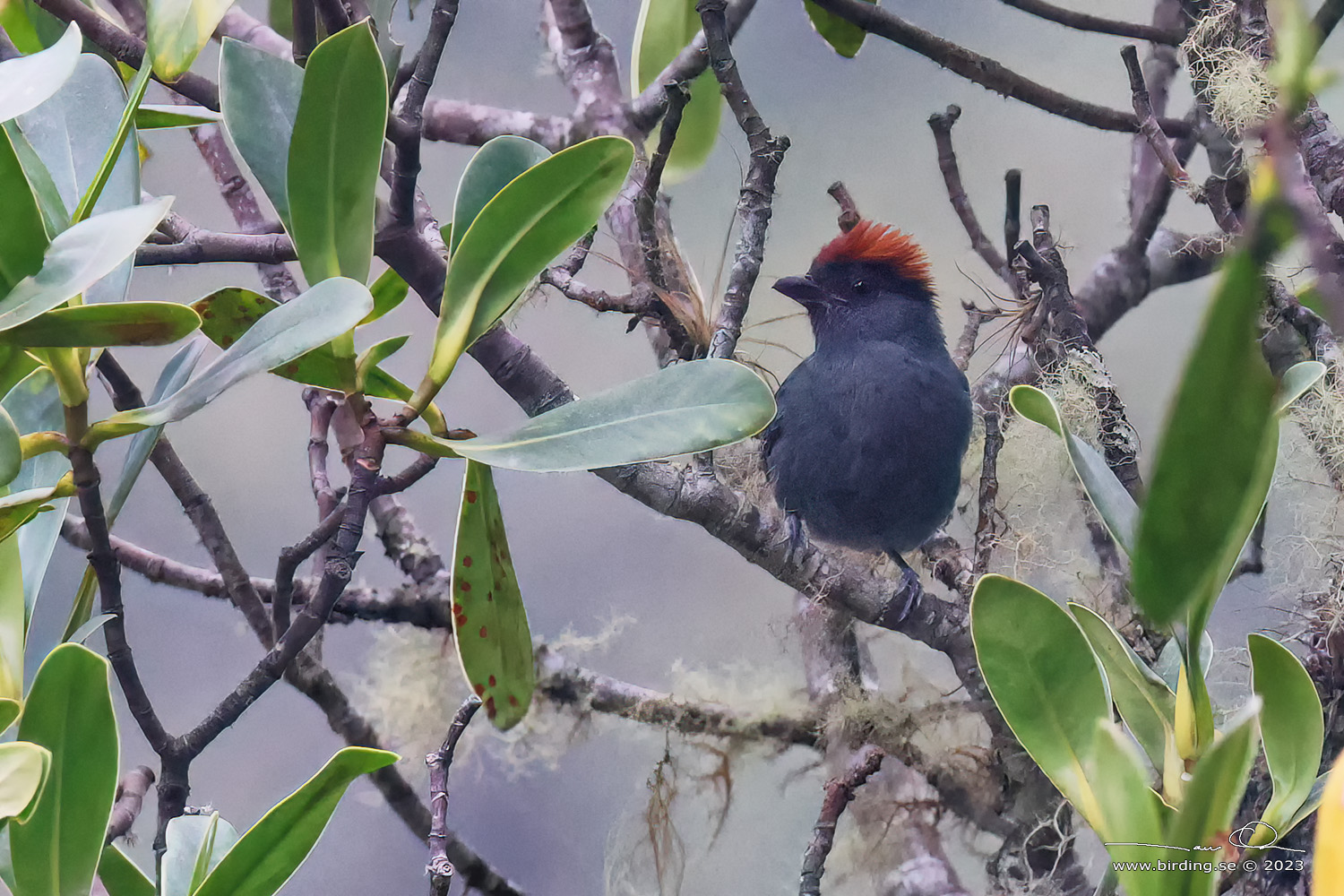 SLATY TANAGER (Creurgops dentatus) - Stäng / close