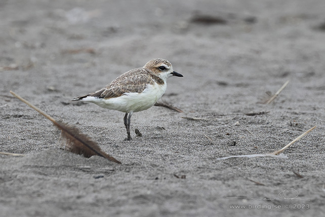 SNOWY PLOVER (Charadrius nivosus) - stor bild / full size