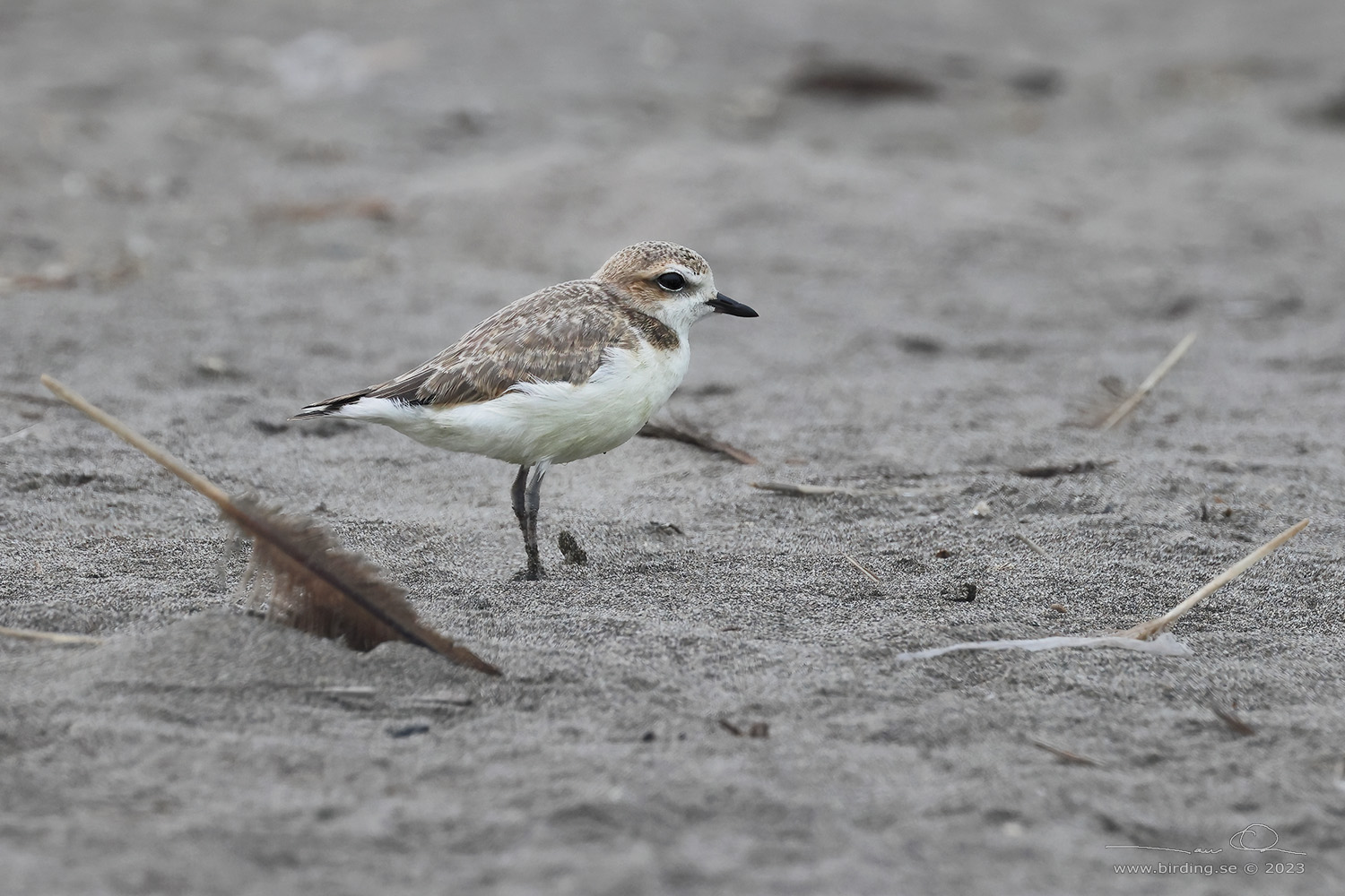 SNOWY PLOVER (Charadrius nivosus) - Stäng / close