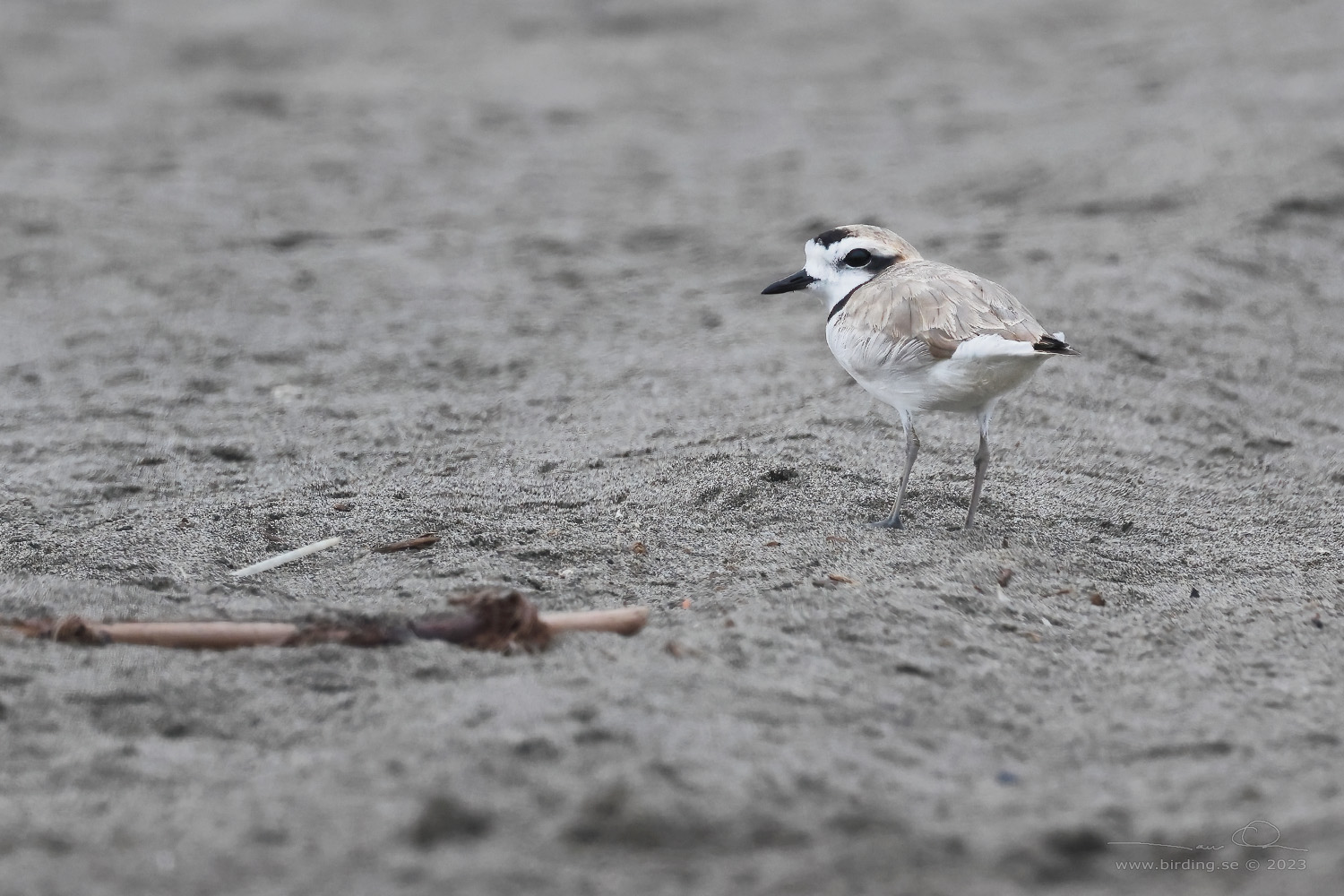 SNOWY PLOVER (Charadrius nivosus) - Stäng / close