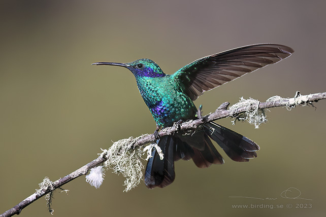 SPARKLING VIOLETEAR (Colibri coruscans) - stor bild / full size