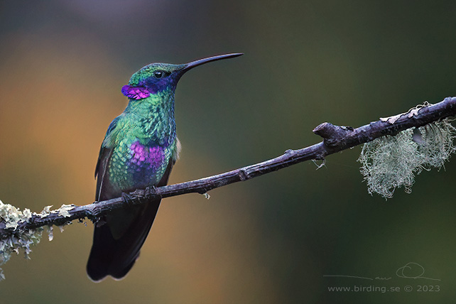 SPARKLING VIOLETEAR (Colibri coruscans) - stor bild / full size
