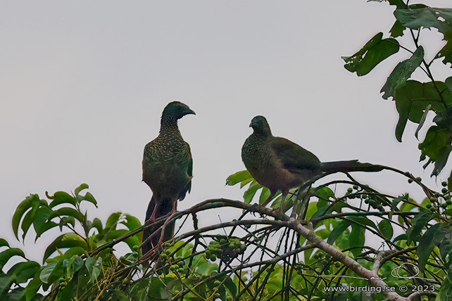 SPECKLED CHACHALACA (Ortalis guttata) - Stäng / close