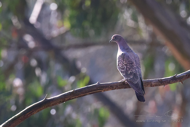 SPOT-WINGED PIGEON (Patagioenas maculosa) - stor bild / full size