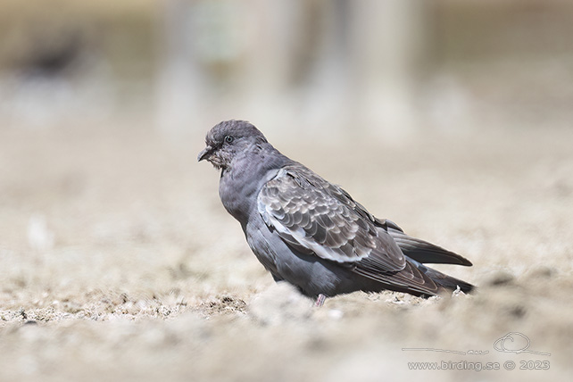 SPOT-WINGED PIGEON (Patagioenas maculosa) - stor bild / full size