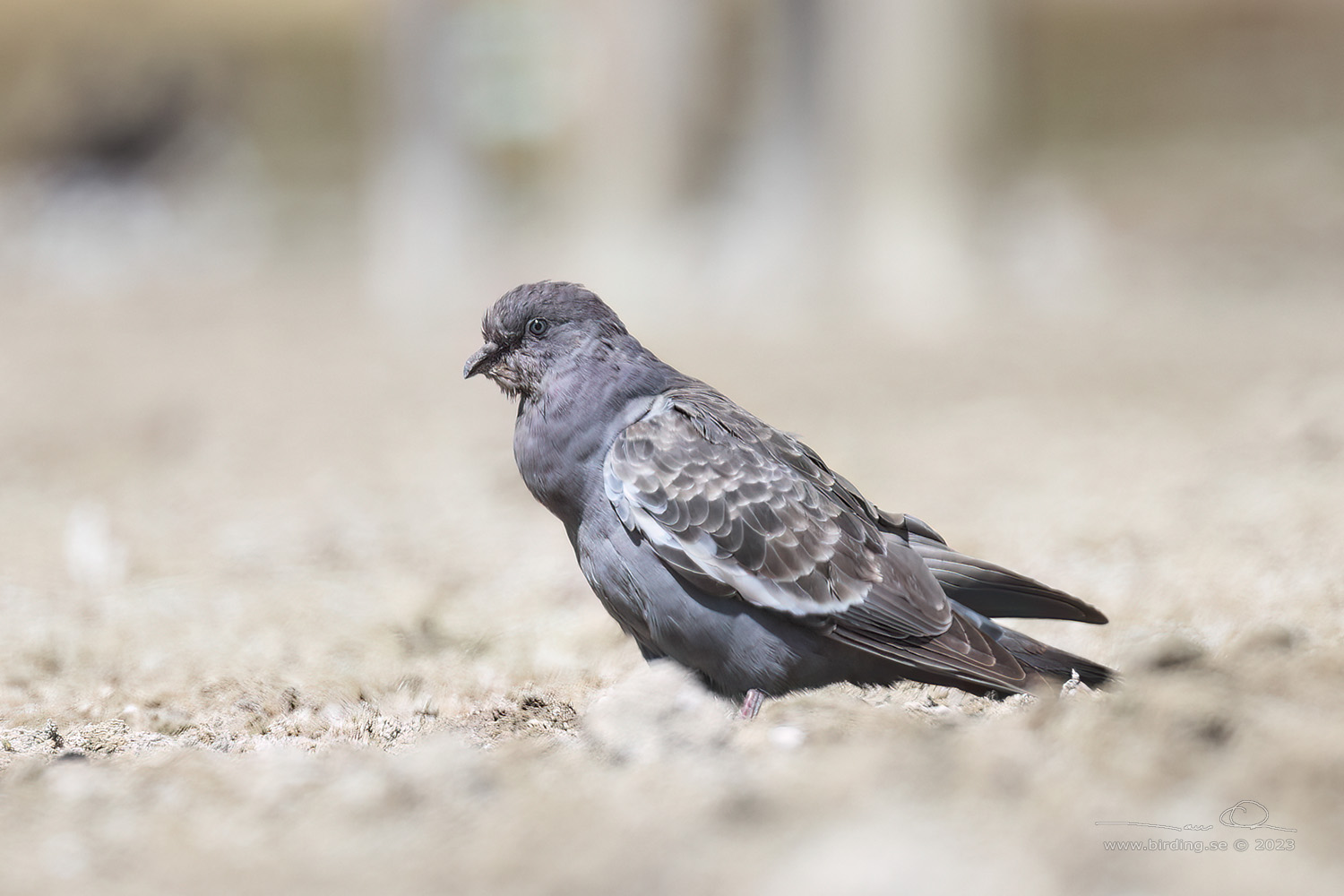 SPOT-WINGED PIGEON (Patagioenas maculosa) - Stäng / close