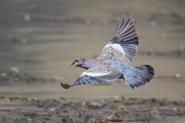 SPOT-WINGED PIGEON (Patagioenas maculosa) - stor bild / full size