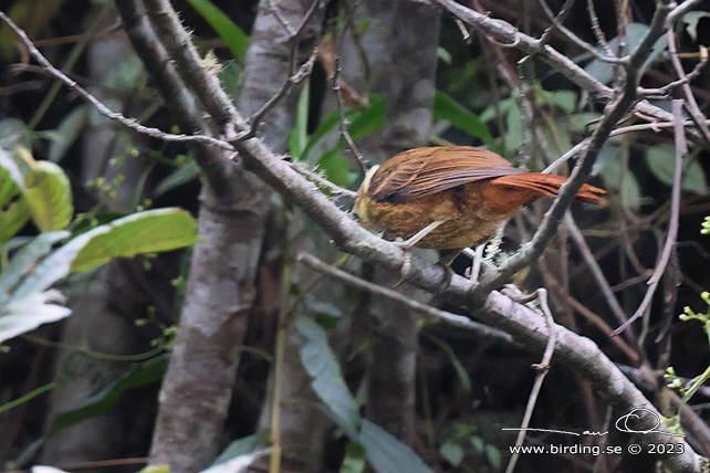 STREAKED TUFTEDCHEEK (Pseudocolaptes boissonneautii) - Stäng / close